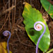 Hawaiian Fern